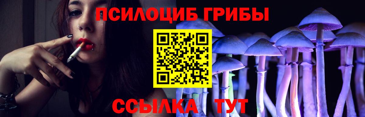Богданович  Галлюциногенные грибы прущие грибы  Вход с VPN  Псилоцибиновые грибы мицелий 